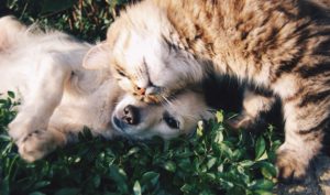 cat and dog nuzzling in grass