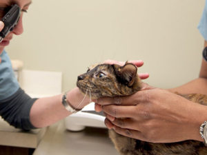cat getting eyes checked