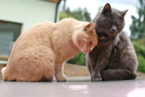 orange cat and gray cat nuzzling