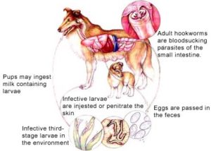 diagram of hookworms in dog