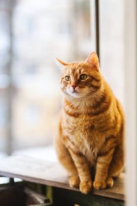 orange cat sitting