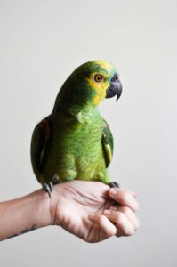 green parrot sitting on hand
