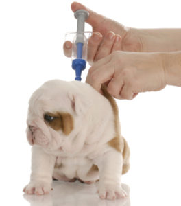 pug puppy getting a vaccine shot