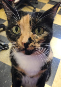 cat with speckled fur at Shaker Heights Animal Hospital