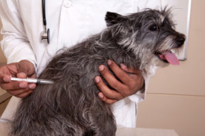 grey dog getting a vaccine shot