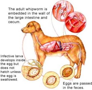 diagram of whipworms in dog