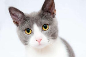 white and gray cat with yellow green eyes